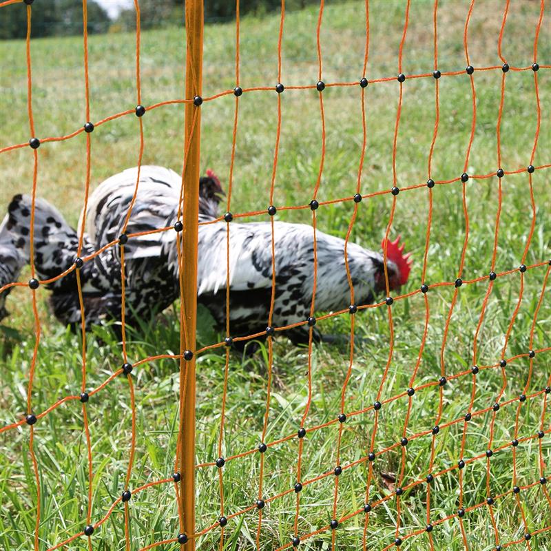 Как отучить кур клевать. Декоративные куры на забор. Курица на заборе. Электрическая сетка для животных.