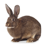 Products for rabbits