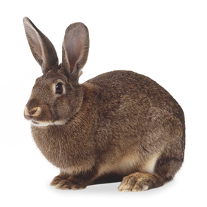 Products for rabbits