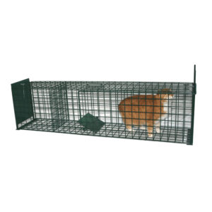 Fox trap with bait compartment