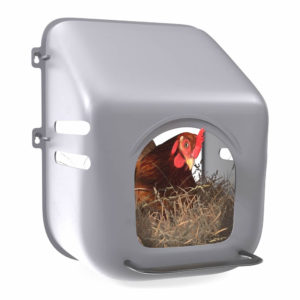 Chicken laying nest, gray